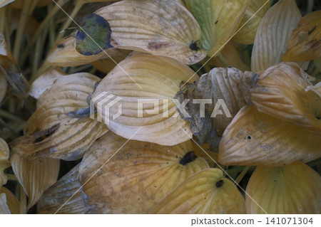 Yellowing hostas decay, season ends 141071304