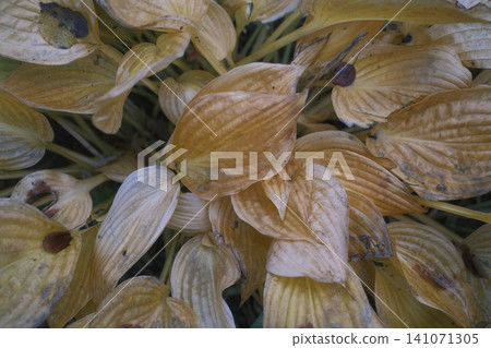 Close-up of fading Hosta plant foliage with spots and decaying leaves Close-up of fading Hosta plant foliage with spots and decaying leaves 141071305