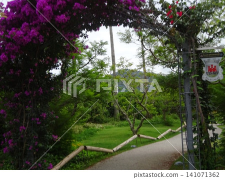 Jacaranda Promenade Jacaranda Promenade 141071362