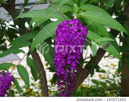 Boodlea Boodlea 141071363