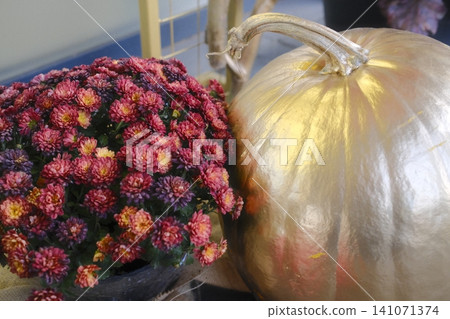 Golden pumpkin and a potted mum plant sit together as decoration Golden pumpkin and a potted mum plant sit together as decoration 141071374
