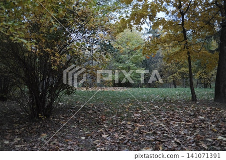Quiet park landscape in autumn shows brown and yellow leaves Quiet park landscape in autumn shows brown and yellow leaves 141071391