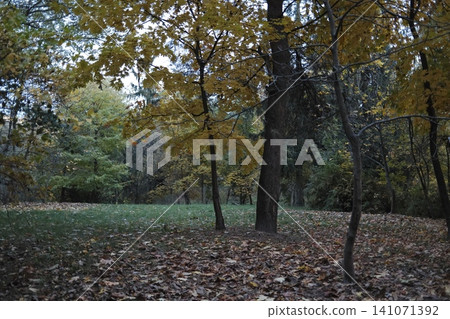 The forest ground is blanketed by brown autumn leaves The forest ground is blanketed by brown autumn leaves 141071392