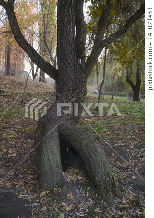 Twisted, majestic tree with hollow base rests in serene autumn leaves Twisted, majestic tree with hollow base rests in serene autumn leaves 141071431