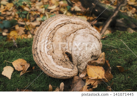 A large, layered bracket fungus rests on vibrant green moss A large, layered bracket fungus rests on vibrant green moss 141071445