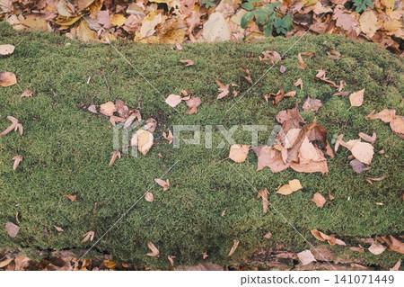 Dry autumn leaves and small winged seeds lay spread across a dense bed of green moss 141071449