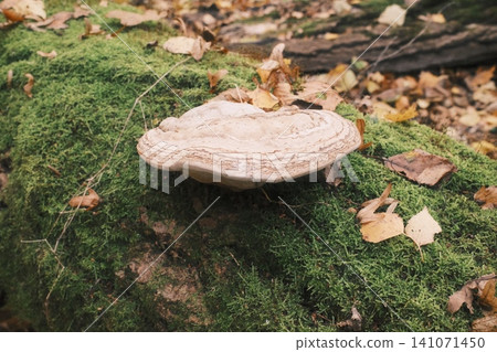 White shelf fungus thrives on a green moss covered tree trunk 141071450