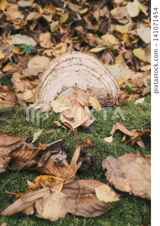 Bracket fungus sits on vibrant green moss Bracket fungus sits on vibrant green moss 141071454