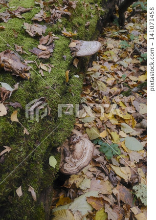 Two bracket fungi grow on a vibrant green moss-covered log. Two bracket fungi grow on a vibrant green moss-covered log. 141071458