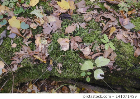 Colorful autumn leaves in shades of yellow and brown cover lush green moss Colorful autumn leaves in shades of yellow and brown cover lush green moss 141071459