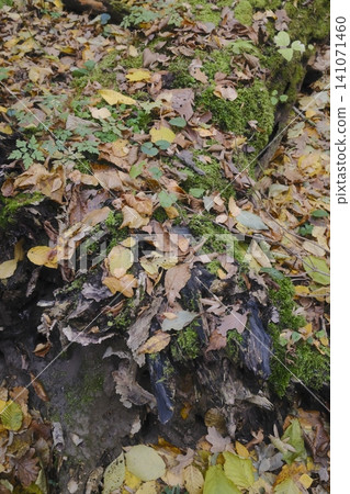 Lush green moss grows on a decaying tree trunk amidst a scattering of yellow and brown autumn leaves Lush green moss grows on a decaying tree trunk amidst a scattering of yellow and brown autumn leaves 141071460