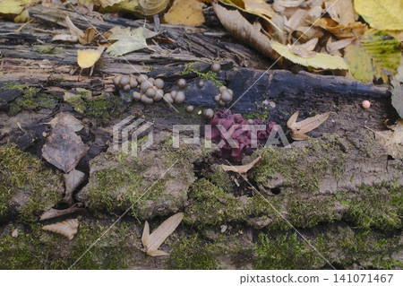 Grey and purple fungi grow with vibrant green moss on a fallen tree trunk 141071467