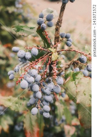Dull blue Mahonia berries hang in clusters from a spiky branch. Dull blue Mahonia berries hang in clusters from a spiky branch. 141071572
