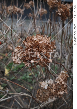 Close-up of dried hydrangea flower heads in a winter garden. Close-up of dried hydrangea flower heads in a winter garden. 141071580