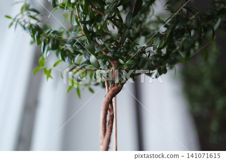 Delicate emerald leaves blossom from an elegantly intertwined stem Delicate emerald leaves blossom from an elegantly intertwined stem 141071615