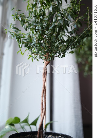 A graceful plant with a braided trunk and rich green leaves stands in a pot A graceful plant with a braided trunk and rich green leaves stands in a pot 141071616