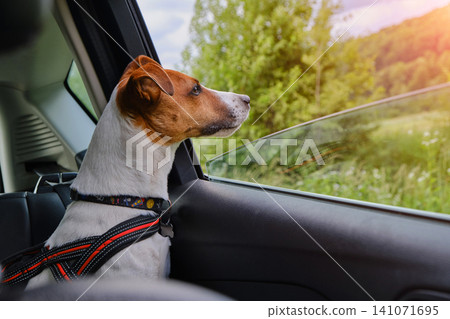 Jack Russell Terrier Looking Out the Car Window Jack Russell Terrier Looking Out the Car Window 141071695