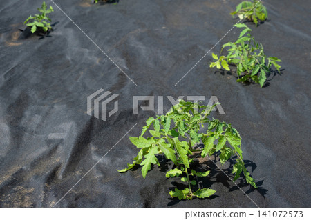 Black agrotank with tomato seedlings: sustainable soil mulching and weed control Black agrotank with tomato seedlings: sustainable soil mulching and weed control 141072573