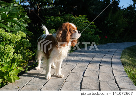 Close-up portrait of cute King Charles Spaniel dog, Blenheim, on a cobblestone path in a summer garden Close-up portrait of cute King Charles Spaniel dog, Blenheim, on a cobblestone path in a summer garden 141072607