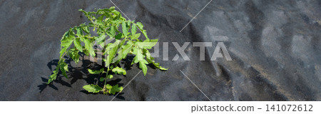 Black agrotank with tomato seedlings: sustainable soil mulching and weed control. banner Black agrotank with tomato seedlings: sustainable soil mulching and weed control. banner 141072612