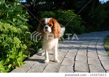 Close-up portrait of cute King Charles Spaniel dog, Blenheim, on a cobblestone path in a summer garden Close-up portrait of cute King Charles Spaniel dog, Blenheim, on a cobblestone path in a summer garden 141072613