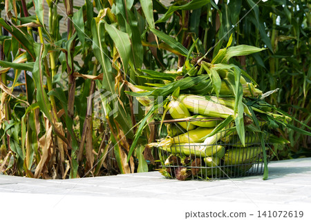 Busket with Freshly picked sweet corn in the garden. Whole corn Organic farm produce for healthy summer meals. Busket with Freshly picked sweet corn in the garden. Whole corn Organic farm produce for healthy summer meals. 141072619