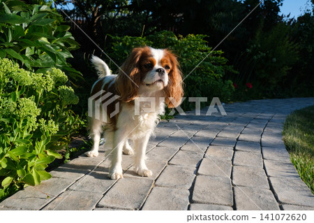 Close-up portrait of cute King Charles Spaniel dog, Blenheim, on a cobblestone path in a summer garden Close-up portrait of cute King Charles Spaniel dog, Blenheim, on a cobblestone path in a summer garden 141072620
