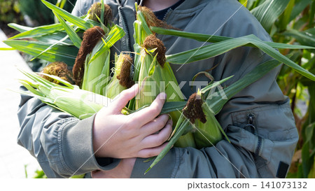 teenage boy holding freshly picked sweet corn cobs. Smiling adolescent with yellow corn harvest in hands. Organic farming and healthy eating concept. teenage boy holding freshly picked sweet corn cobs. Smiling adolescent with yellow corn harvest in hands. Organic farming and healthy eating concept. 141073132