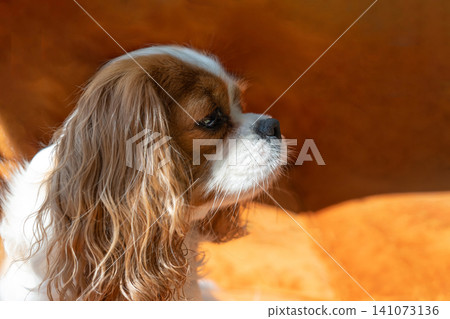 Cavalier King Charles Spaniel Blenheim. Close-up portrait of a cute puppy. Face og the dog on orange background. Cavalier King Charles Spaniel Blenheim. Close-up portrait of a cute puppy. Face og the dog on orange background. 141073136