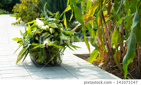 Busket with Freshly picked sweet corn in the garden. Whole corn Organic farm produce for healthy summer meals. Busket with Freshly picked sweet corn in the garden. Whole corn Organic farm produce for healthy summer meals. 141073147