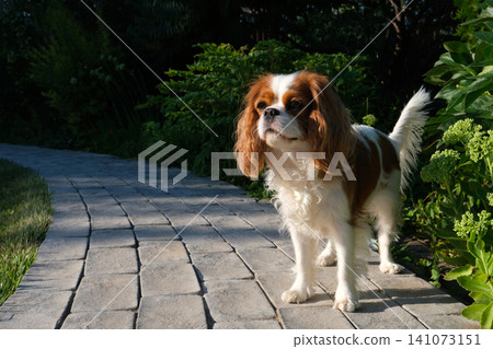 Close-up portrait of cute King Charles Spaniel dog, Blenheim, on a cobblestone path in a summer garden Close-up portrait of cute King Charles Spaniel dog, Blenheim, on a cobblestone path in a summer garden 141073151