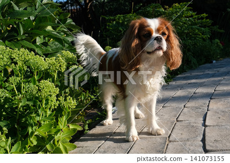 Close-up portrait of cute King Charles Spaniel dog, Blenheim, on a cobblestone path in a summer garden Close-up portrait of cute King Charles Spaniel dog, Blenheim, on a cobblestone path in a summer garden 141073155