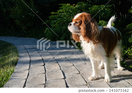 Close-up portrait of cute King Charles Spaniel dog, Blenheim, on a cobblestone path in a summer garden Close-up portrait of cute King Charles Spaniel dog, Blenheim, on a cobblestone path in a summer garden 141073162