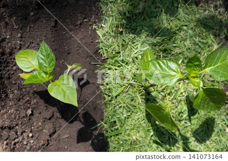 Mulching topsoil on pepper vegetable bed with mowed grass for biohumus production. Prevents soil erosion 141073164