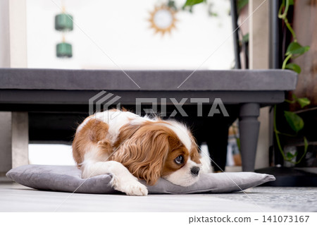 Cavalier King Charles Spaniel Blenheim. Close-up portrait of a cute puppy. Face og the dog on grey background. 141073167