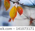 Autumn leaves in a gradient 141073171