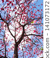 A clear blue sky and cherry blossom trees in deep pink. 141073172