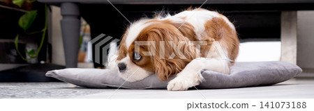Cavalier King Charles Spaniel Blenheim. Close-up portrait of a cute puppy. Face og the dog on grey background. Cavalier King Charles Spaniel Blenheim. Close-up portrait of a cute puppy. Face og the dog on grey background. 141073188