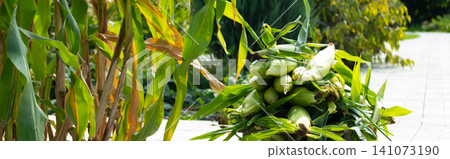 Busket with Freshly picked sweet corn in the garden. Whole corn Organic farm produce for healthy summer meals. banner Busket with Freshly picked sweet corn in the garden. Whole corn Organic farm produce for healthy summer meals. banner 141073190