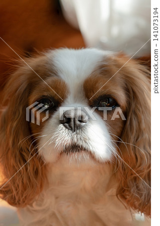 Cavalier King Charles Spaniel Blenheim. Close-up portrait of a cute puppy. Face og the dog on grey background. Cavalier King Charles Spaniel Blenheim. Close-up portrait of a cute puppy. Face og the dog on grey background. 141073194