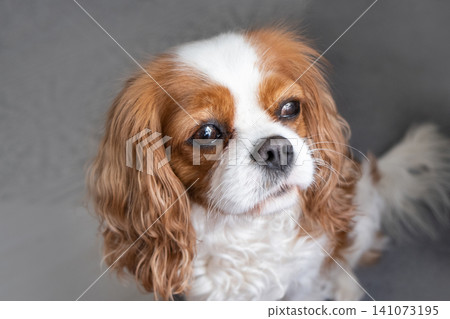 Cavalier King Charles Spaniel Blenheim. Close-up portrait of a cute puppy. Face og the dog on grey background. Cavalier King Charles Spaniel Blenheim. Close-up portrait of a cute puppy. Face og the dog on grey background. 141073195