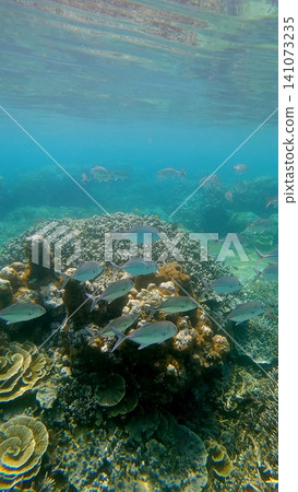 Bigeye trevally (Caranx sexfasciatus) swimming over dense colony of Turbinaria reniformis and Acropora cervicornis in blue shallow water. Dauin, Philippines Bigeye trevally (Caranx sexfasciatus) swimming over dense colony of Turbinaria reniformis and Acropora cervicornis in blue shallow water. Dauin, Philippines 141073235