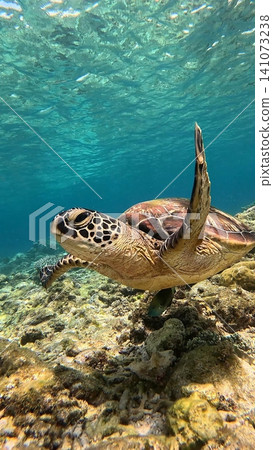 Close up of a green sea turtle (Chelonia mydas) looking at the camera while gracefully swimming above a coral reef in clear blue water. Dauin, Philippines Close up of a green sea turtle (Chelonia mydas) looking at the camera while gracefully swimming above a coral reef in clear blue water. Dauin, Philippines 141073238