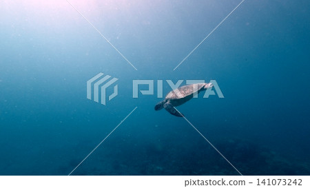 A lone green sea turtle (Chelonia mydas) gliding through the vast open water expanse bathe in gentle sunlight from the surface. Dauin, Philippines A lone green sea turtle (Chelonia mydas) gliding through the vast open water expanse bathe in gentle sunlight from the surface. Dauin, Philippines 141073242