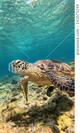Close up of a green sea turtle (Chelonia mydas) swimming near the seafloor in bright shallow blue waters. Dauin, Philippines Close up of a green sea turtle (Chelonia mydas) swimming near the seafloor in bright shallow blue waters. Dauin, Philippines 141073249