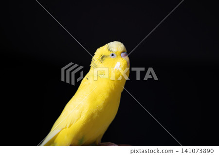 A life with a yellow budgie that relaxes perched on its owner's finger - a hand-tamed parakeet. A life with a yellow budgie that relaxes perched on its owner's finger - a hand-tamed parakeet. 141073890
