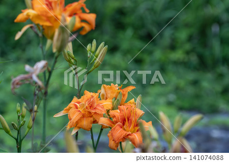 萱草的橙色花瓣 萱草的橙色花瓣 141074088