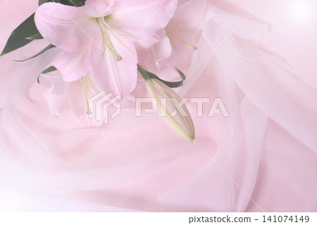 Pale pink oriental lilies against a fabric drape background. Pale pink oriental lilies against a fabric drape background. 141074149