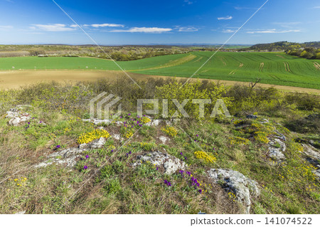 Mikulov spring rural landscape showing blooming wildflowers and fields Mikulov spring rural landscape showing blooming wildflowers and fields 141074522