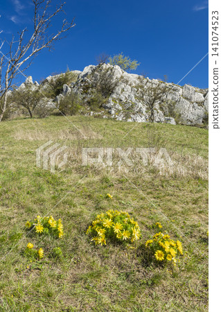Yellow spring adonis flowers blooming on a Mikulov hillside Yellow spring adonis flowers blooming on a Mikulov hillside 141074523